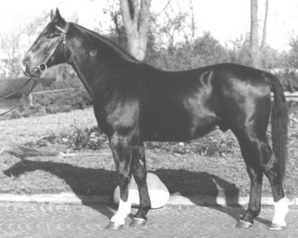 stallion Felsen I (Westphalian, 1953, from Fernando)