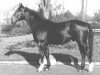 stallion Felsen I (Westphalian, 1953, from Fernando)