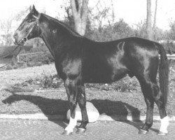 stallion Felsen I (Westphalian, 1953, from Fernando)