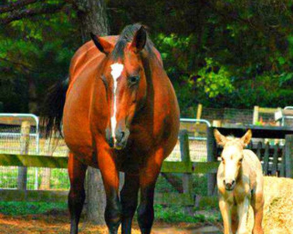 broodmare Goldessa (Oldenburg, 1990, from Zeus)