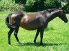 broodmare Goldehre (Hessian Warmblood, 1994, from Goldpilz)