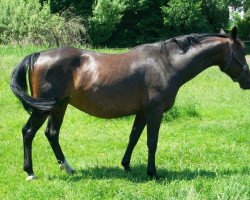 broodmare Goldehre (Hessian Warmblood, 1994, from Goldpilz)