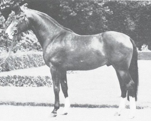 stallion Realist (Westphalian, 1965, from Radetzky)