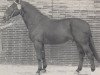 stallion Wohlgemuth (Hanoverian, 1965, from Wohlan)
