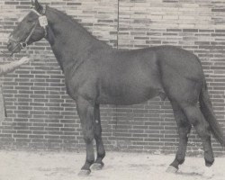 stallion Wohlgemuth (Hanoverian, 1965, from Wohlan)