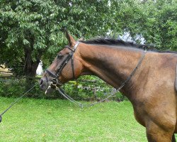 horse Ricoh 3 (Hanoverian, 1996, from Rio Branco)