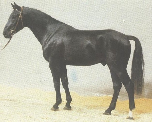 stallion Glockenklang (Hanoverian, 1982, from Gardeoffizier)