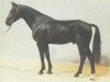 stallion Glockenklang (Hanoverian, 1982, from Gardeoffizier)