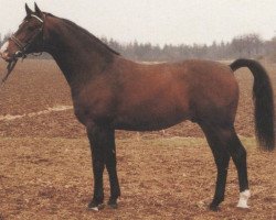 stallion Goldrian (Hanoverian, 1977, from Goldstern)