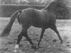 stallion Ceylon (Hanoverian, 1957, from Cyklon)