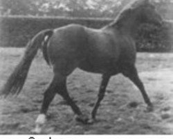 stallion Ceylon (Hanoverian, 1957, from Cyklon)