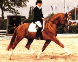 stallion Lanio (Hanoverian, 1986, from Lanthan)