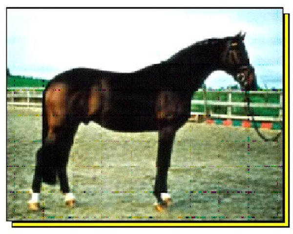 stallion Genius 915 (Hanoverian, 1979, from Gepard)