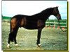 stallion Genius 915 (Hanoverian, 1979, from Gepard)