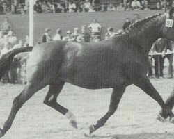 broodmare Abendstille (Hanoverian, 1971, from Argus)