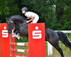 stallion Bünteeichen-Nicato (German Riding Pony, 2004, from Navajo)