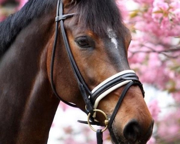 dressage horse Felgado de la red (Westphalian, 2007, from Fleury)