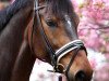 dressage horse Felgado de la red (Westphalian, 2007, from Fleury)