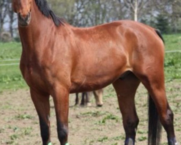 dressage horse Empire R (Westphalian, 2008, from Estobar NRW)