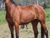 dressage horse Empire R (Westphalian, 2008, from Estobar NRW)