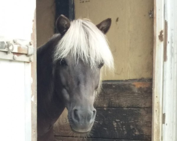 Zuchtstute Jenny von Bovert (Dt.Part-bred Shetland Pony, 2007, von Julian's Dancer)