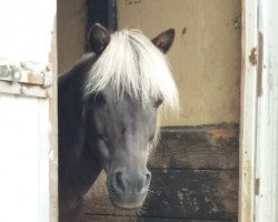 broodmare Jenny von Bovert (Dt.Part-bred Shetland pony, 2007, from Julian's Dancer)