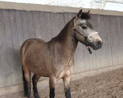 horse Popcorn (German Classic Pony, 2015, from Cheg Kim's Pure Class)