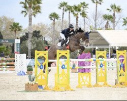 jumper Bollinger (Swedish Warmblood, 2012, from Baltimore 1178)