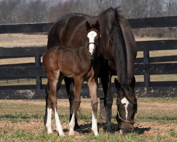 horse Hengst von Honor A.P. xx (Thoroughbred, 2022, from Honor A.P. xx)