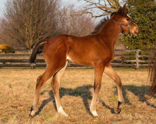 horse Stute von McKinzie xx (Thoroughbred, 2022, from Mckinzie xx)