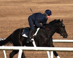 horse Calisthena xx (Thoroughbred, 2020, from Medaglia d'Oro xx)