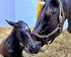 Pferd Hengst von Speightstown xx (Englisches Vollblut, 2022, von Speightstown xx)