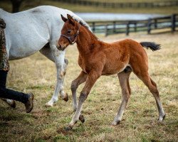 horse Hengst von McKinzie xx (Thoroughbred, 2022, from Mckinzie xx)