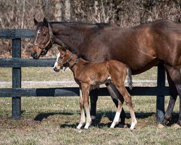 horse Hengst von Improbable xx (Thoroughbred, 2022, from Improbable xx)