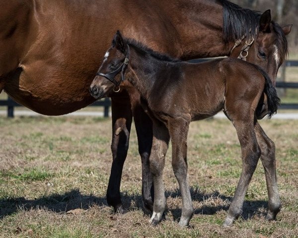 Pferd Straight Forward xx (Englisches Vollblut, 2022, von American Pharoah xx)