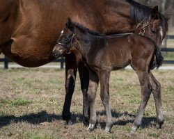 Pferd Stute von American Pharoah xx (Englisches Vollblut, 2022, von American Pharoah xx)