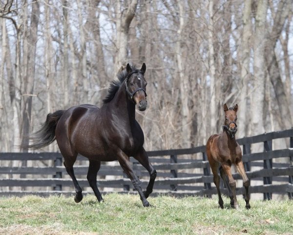 horse Hengst von Curlin xx (Thoroughbred, 2022, from Curlin xx)