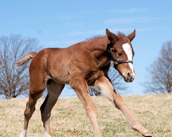 horse Hengst von Speightstown xx (Thoroughbred, 2022, from Speightstown xx)