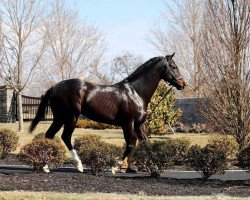 stallion Violence xx (Thoroughbred, 2010, from Medaglia d'Oro xx)