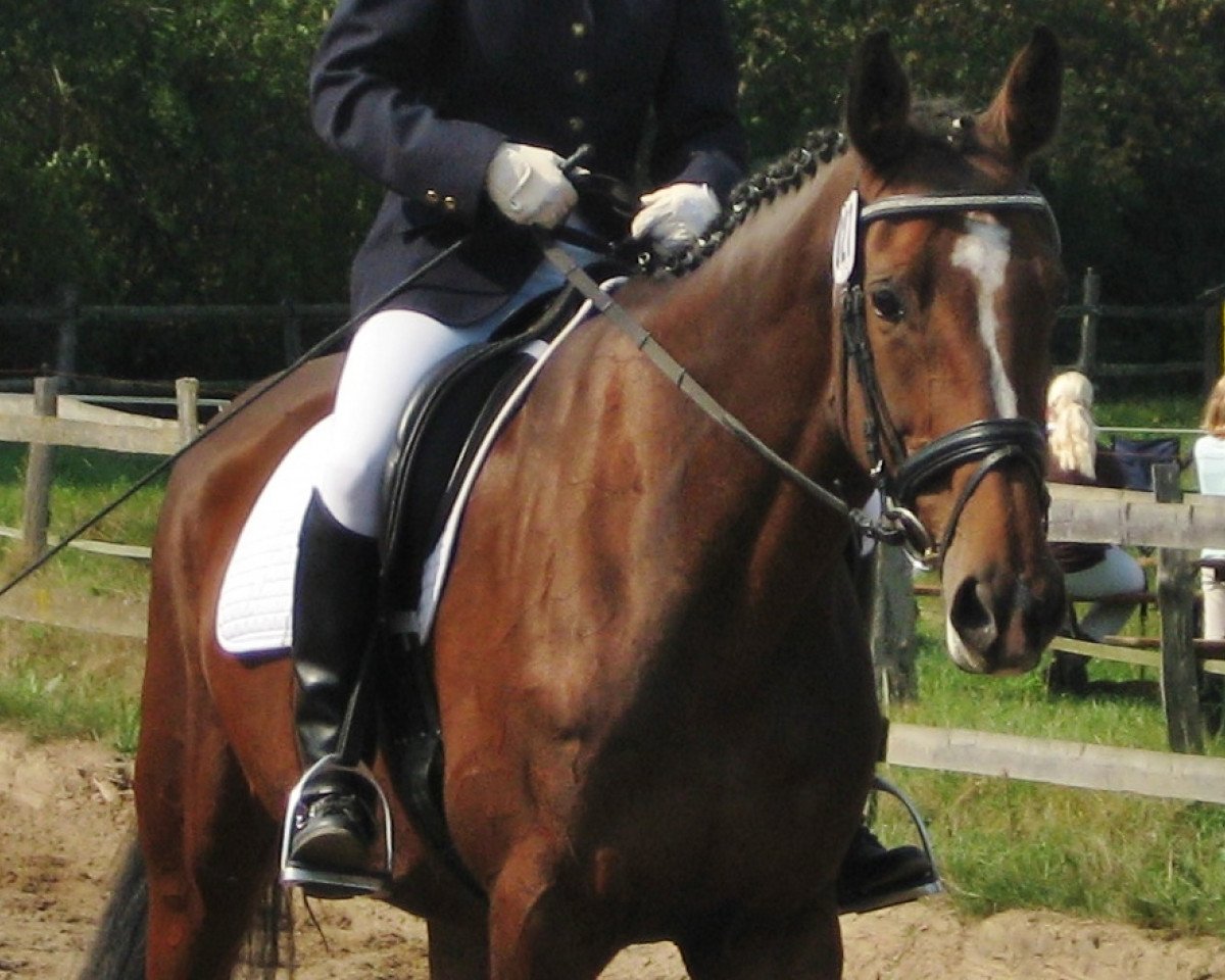 broodmare Cija Jolie (Holsteiner, 2003, from Claudio's Son)
