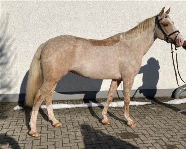 jumper Tingeling 3 (German Riding Pony, 2017, from Phadraigs Sullivan)