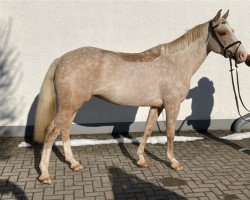 Springpferd Tingeling 3 (Deutsches Reitpony, 2017, von Phadraigs Sullivan)