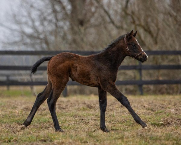 horse Stute von Tom´s D´Tat xx (Thoroughbred, 2022, from Tom´s D´Etat xx)