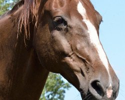 broodmare Al Assiffa (Mecklenburg, 1992, from Admiral)