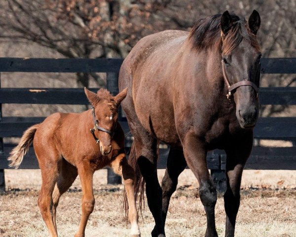 horse Stute von Curlin xx (Thoroughbred, 2022, from Curlin xx)