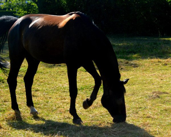 horse Schröder 39 (Westphalian, 2000, from Langata Express xx)