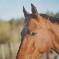 horse Vanessa (Holsteiner, 2005, from New Time)