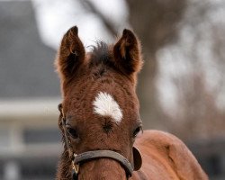 horse Stute von Curlin xx (Thoroughbred, 2022, from Curlin xx)