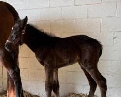 Pferd Stute von Spun to Run xx (Englisches Vollblut, 2022, von Spun To Run xx)