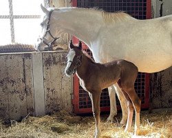 horse Hengst von Curlin xx (Thoroughbred, 2022, from Curlin xx)